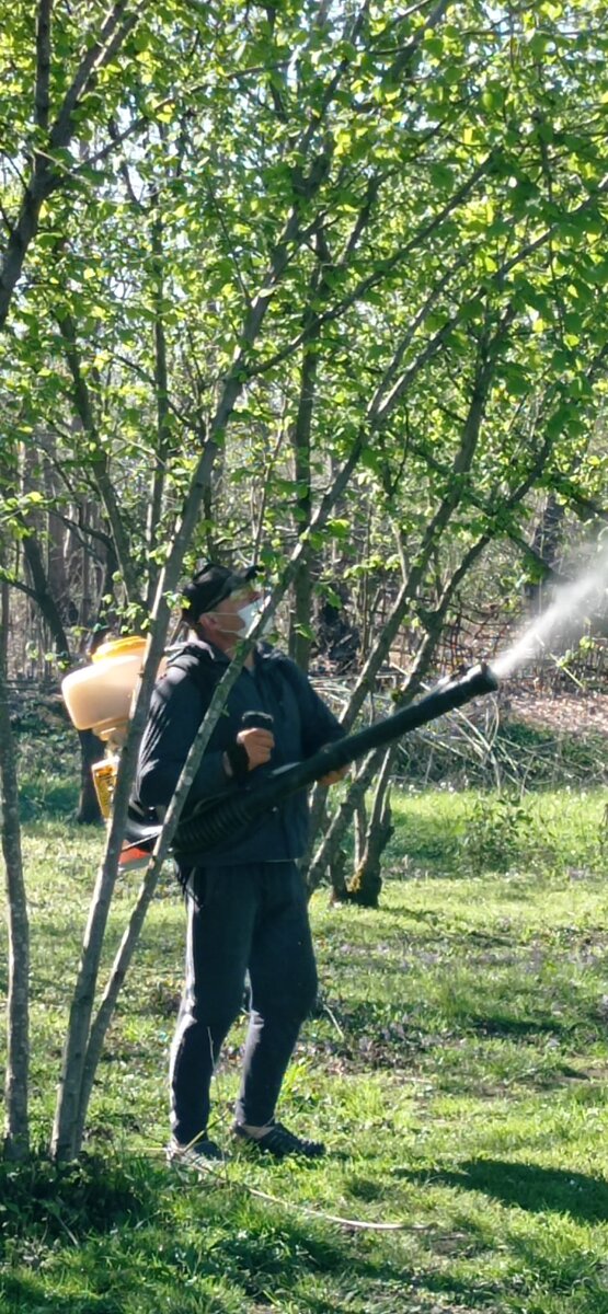 Для обработки деревьев купили мотоопрыскиватель. Классная вещь! Правда с наполненным баком весит 25 кг. Поэтому, только мужская штука. 