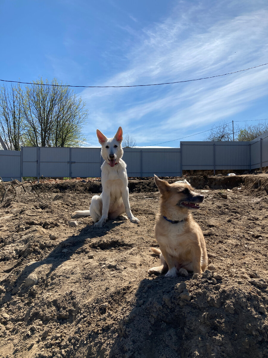 Эта собака в приподнятом настроении с самого детства, я иногда даже немного завидую ей (фото мое, весна 2022. Скоро на этом месте появится дом ☺️)