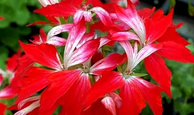 Toscana Summer Twist Red-White - очень необычный сорт зональной пеларгонии