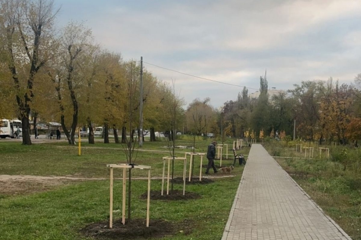    Более 600 деревьев высадят на улицах Воронежа до конца ноября