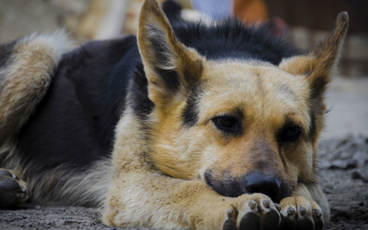 Все фотографии взяты из открытых источников интернета