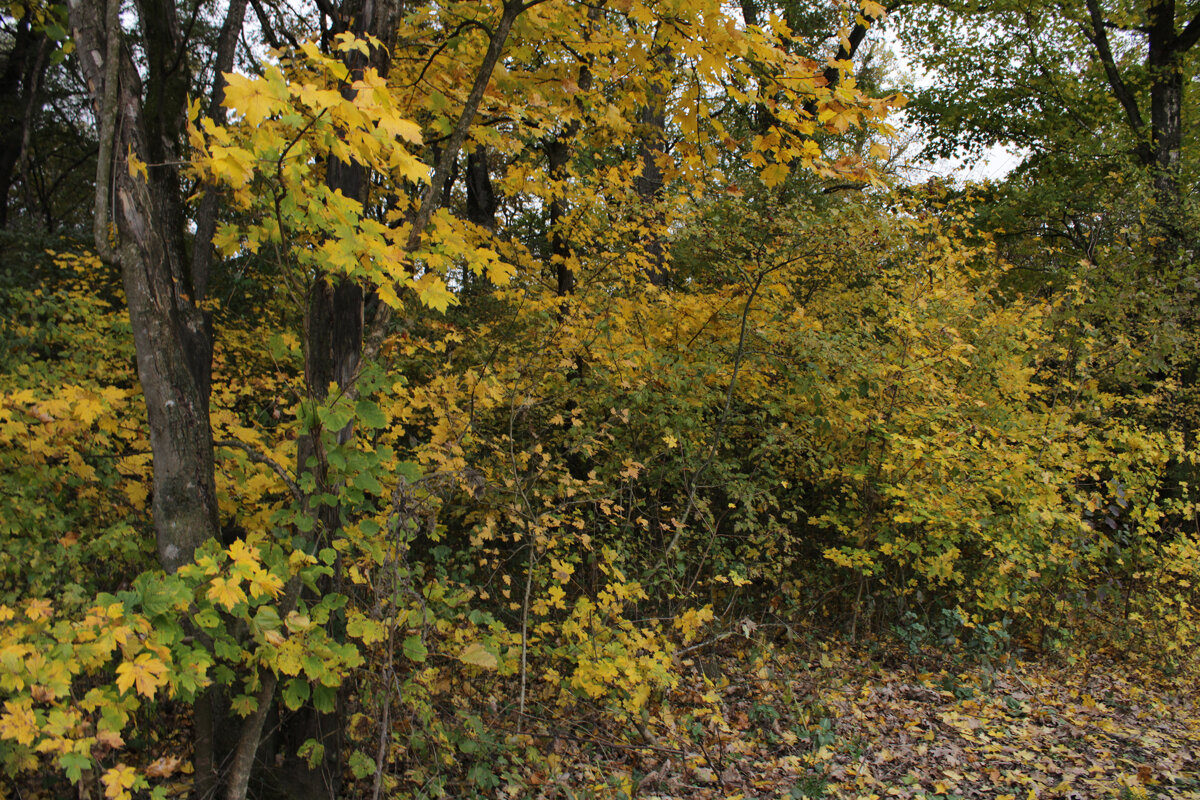 Фото идея: Природа наш душевный врач