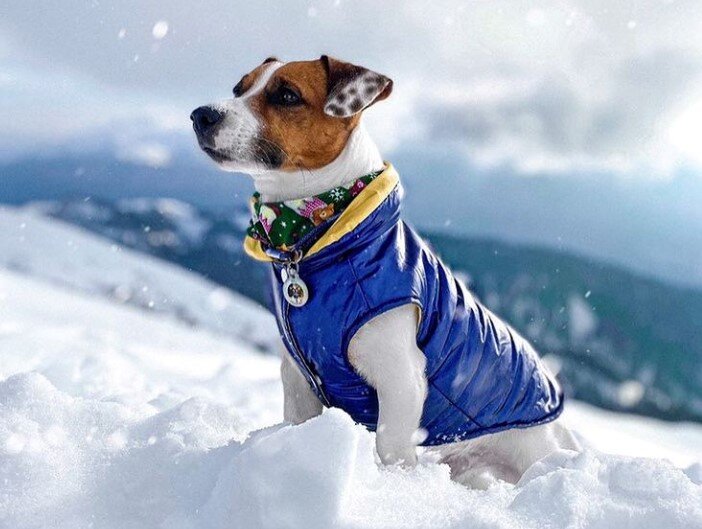 На фото – попона двусторонняя утепленная TRIOL"Ультрафиолет" (арт. 12261228). Автор фото – s.p.o.t_d.o.g.