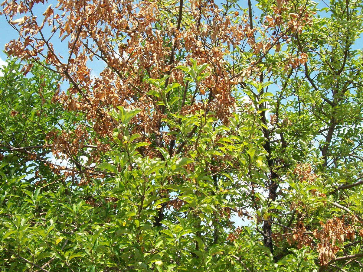 Монилиоз на яблоне. Фото: commons.m.wikimedia.org