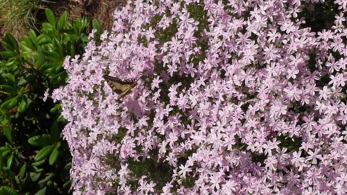 Шиловидный флокс "Candy Stripes" в июне. В нашем саду с 2016 года, куплен в "Северной Флоре" 