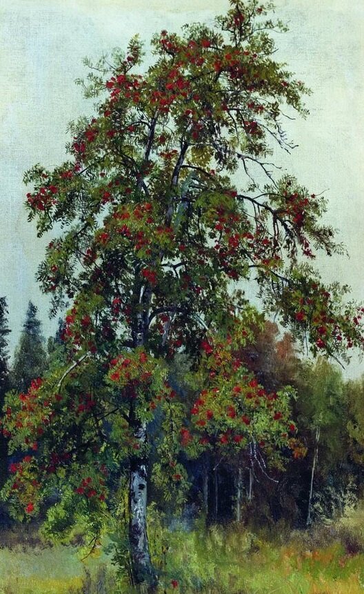 Рябина. Иван Шишкин. 1892 год. 