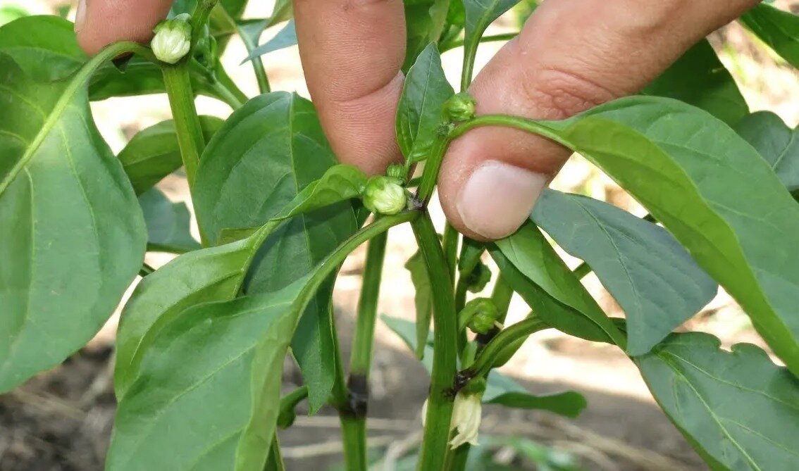 Своевременное пасынкование много пользы принесёт кустам перца