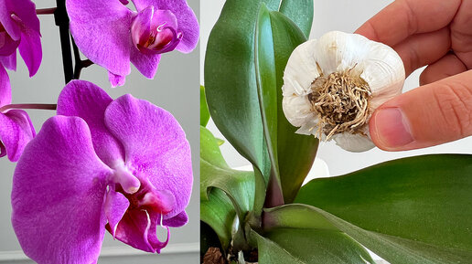 Как поливать орхидеи чесноком