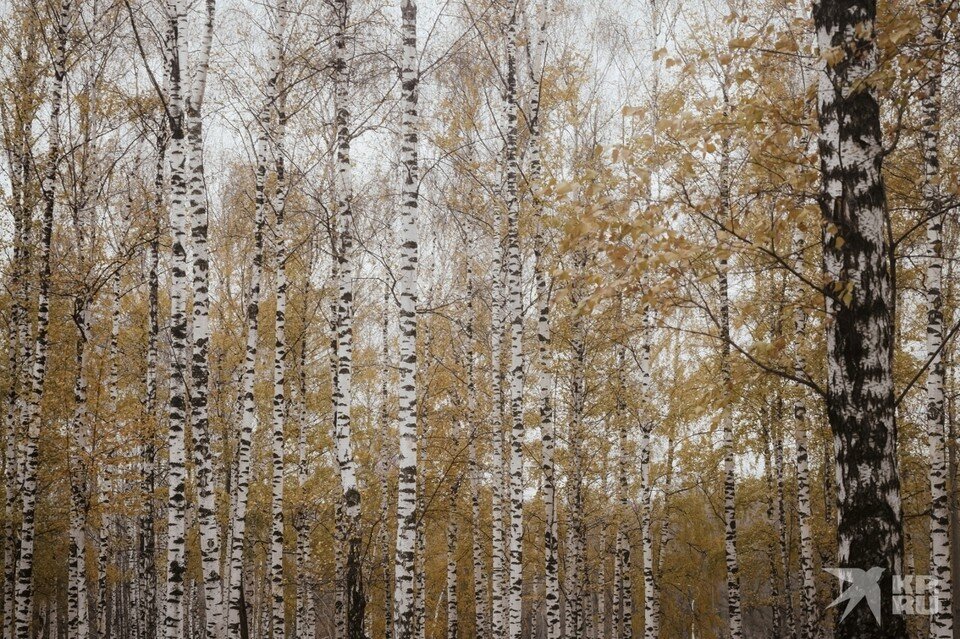     Вечером в воскресенье в Рязанской области сильно похолодает.