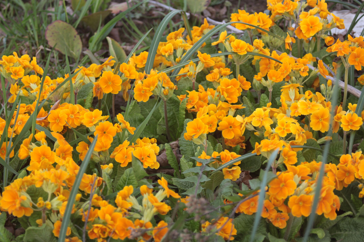 Весной эту куртину невозможно не заметить