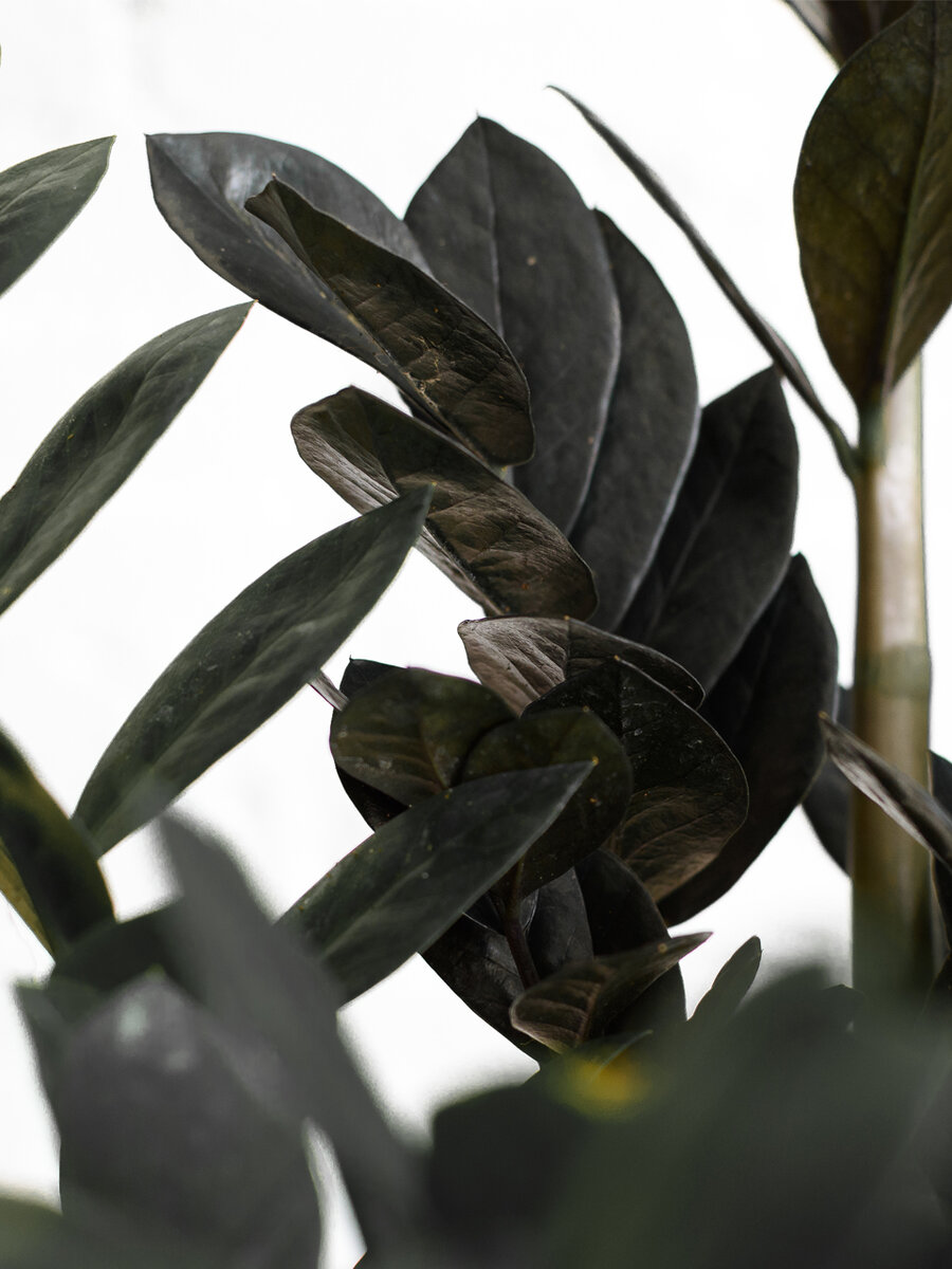 Свободный доступ Яндекс картинки 🪴