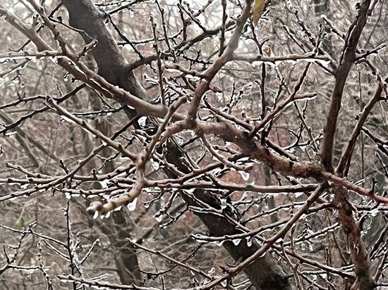     Последствия ледяного дождя в Саратове. Фото: saratov.mk.ru "МК в Саратове"