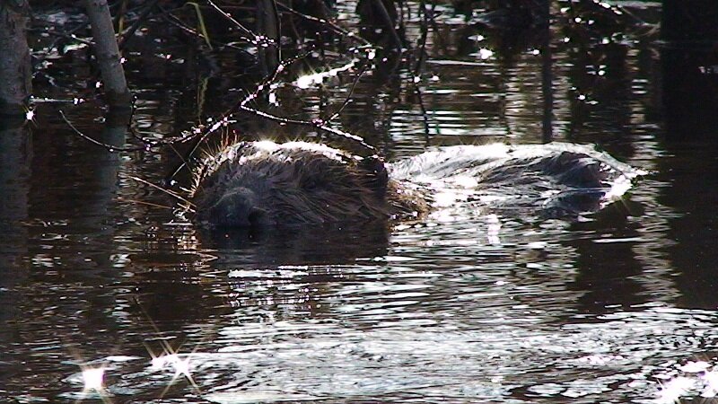 Осторожный бобр попал в кадр
