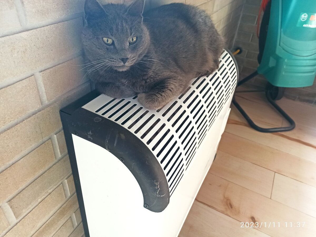 Мудрый Компот греется на батарее, вместо того, чтобы бодаться с Чачей