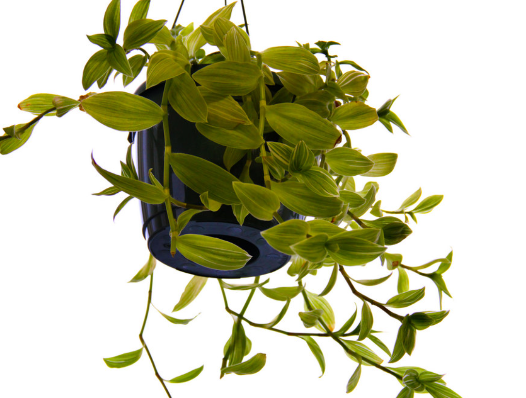 Традесканция домашняя белая уход. Традесканция Приречная мелколистная. Традесканция Вьюн. Традесканция зеленая комнатная. Традесканция гвианская