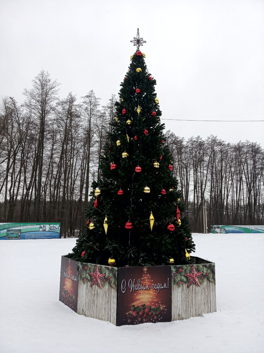 ЛЕСНАЯ КРАСАВИЦА.