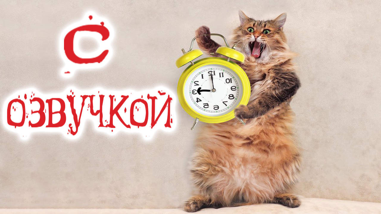 Приколы С КОТАМИ! С ОЗВУЧКОЙ! Смешные животные! УГАР ДО СЛЁЗ!