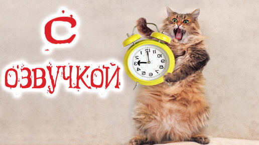 Приколы С КОТАМИ! С ОЗВУЧКОЙ! Смешные животные! УГАР ДО СЛЁЗ!