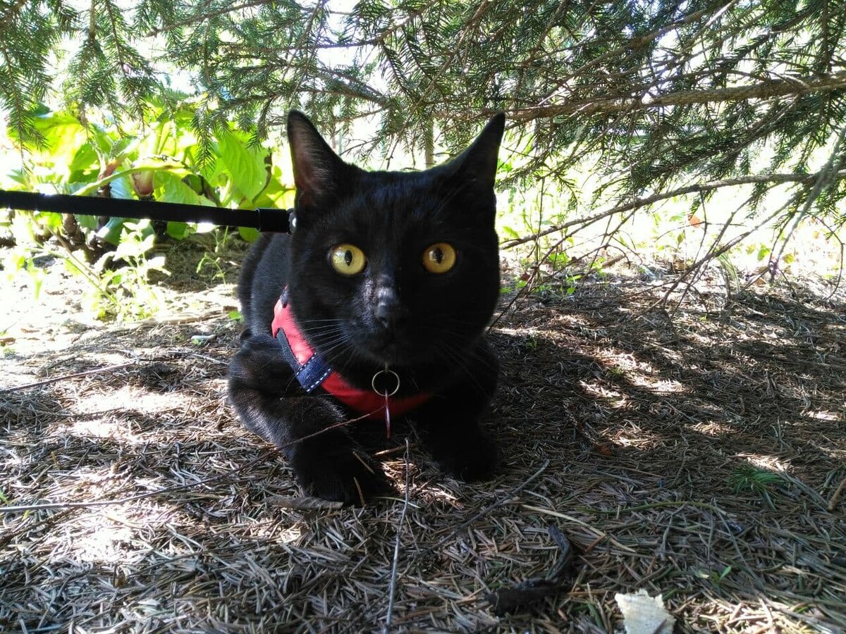 Улица – это источник новых впечатлений ддля кошек