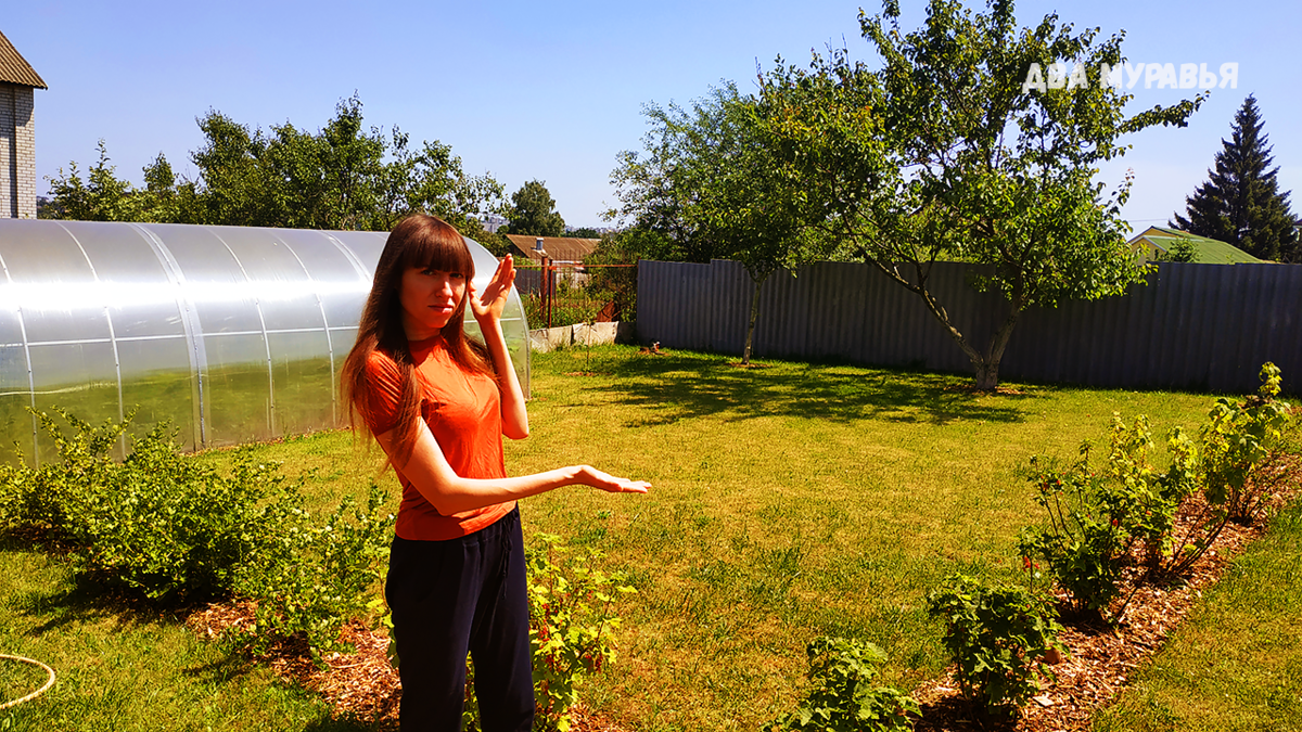 Жалею о посадке этого газона