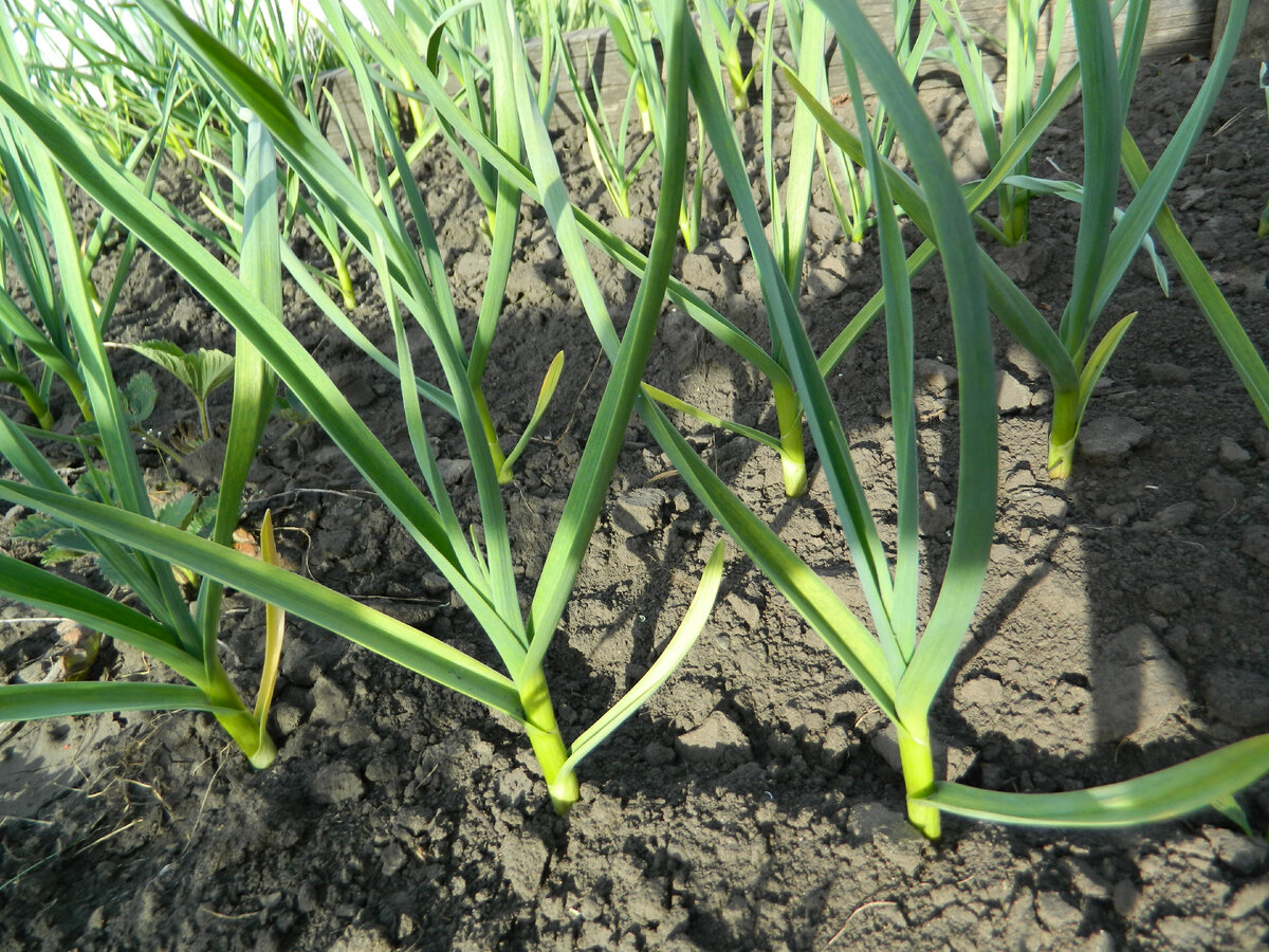 Пора подкормить чеснок