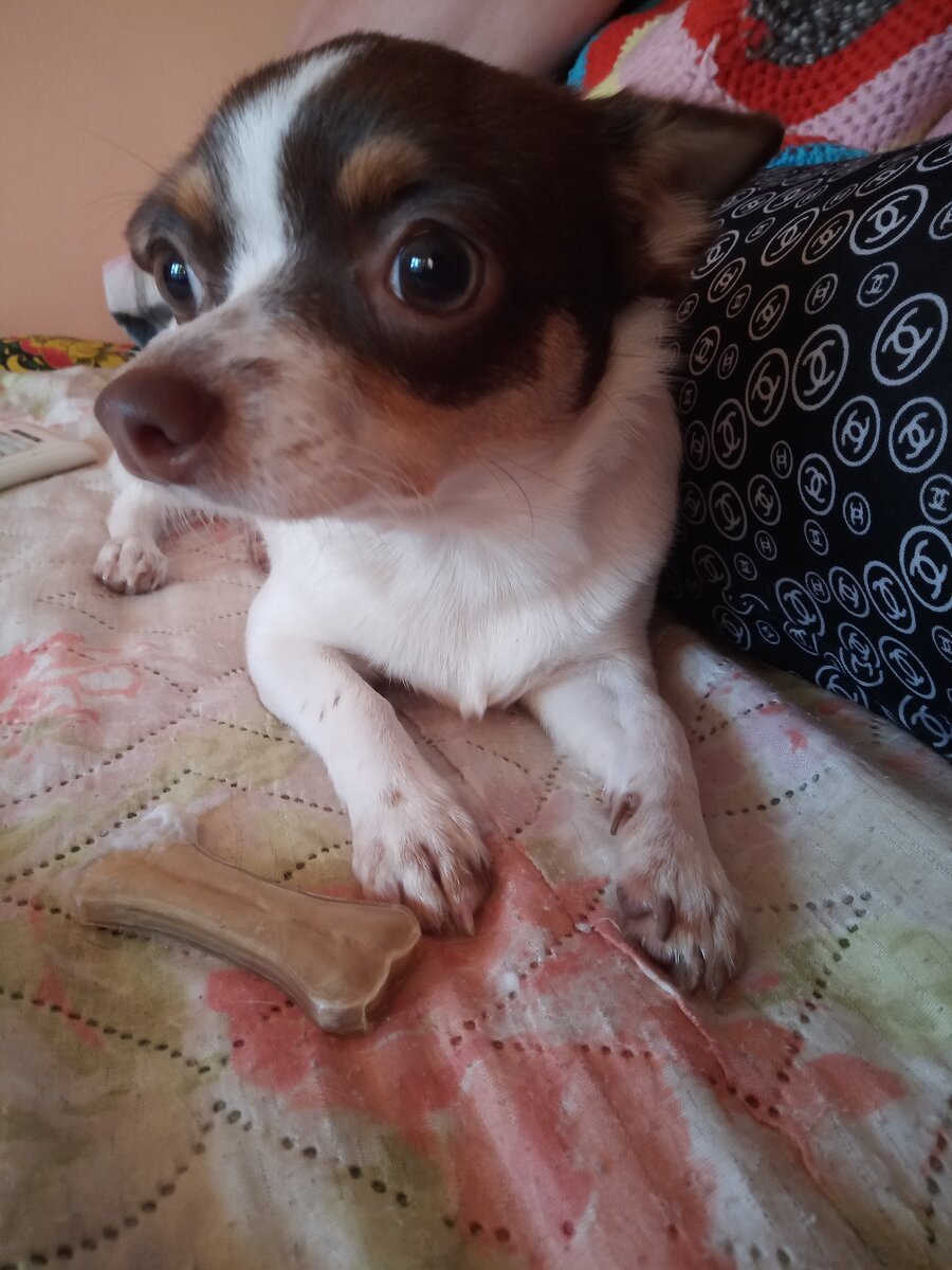 Когда собака - козебобер.