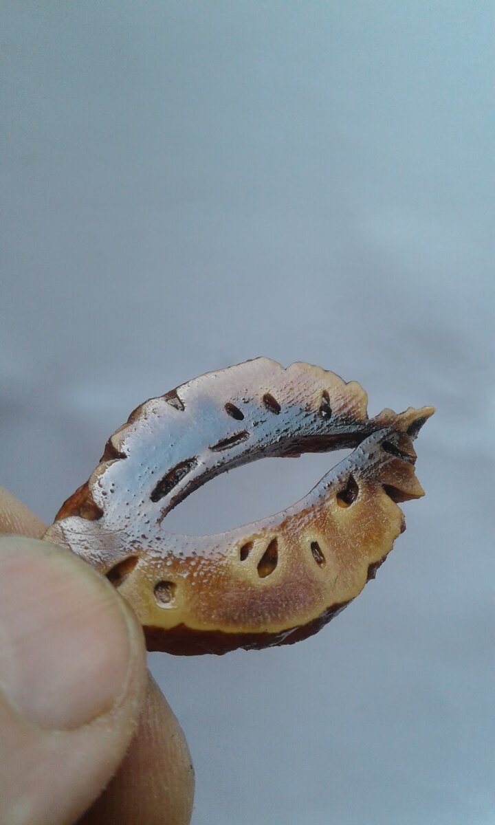 Срез косточки от персика