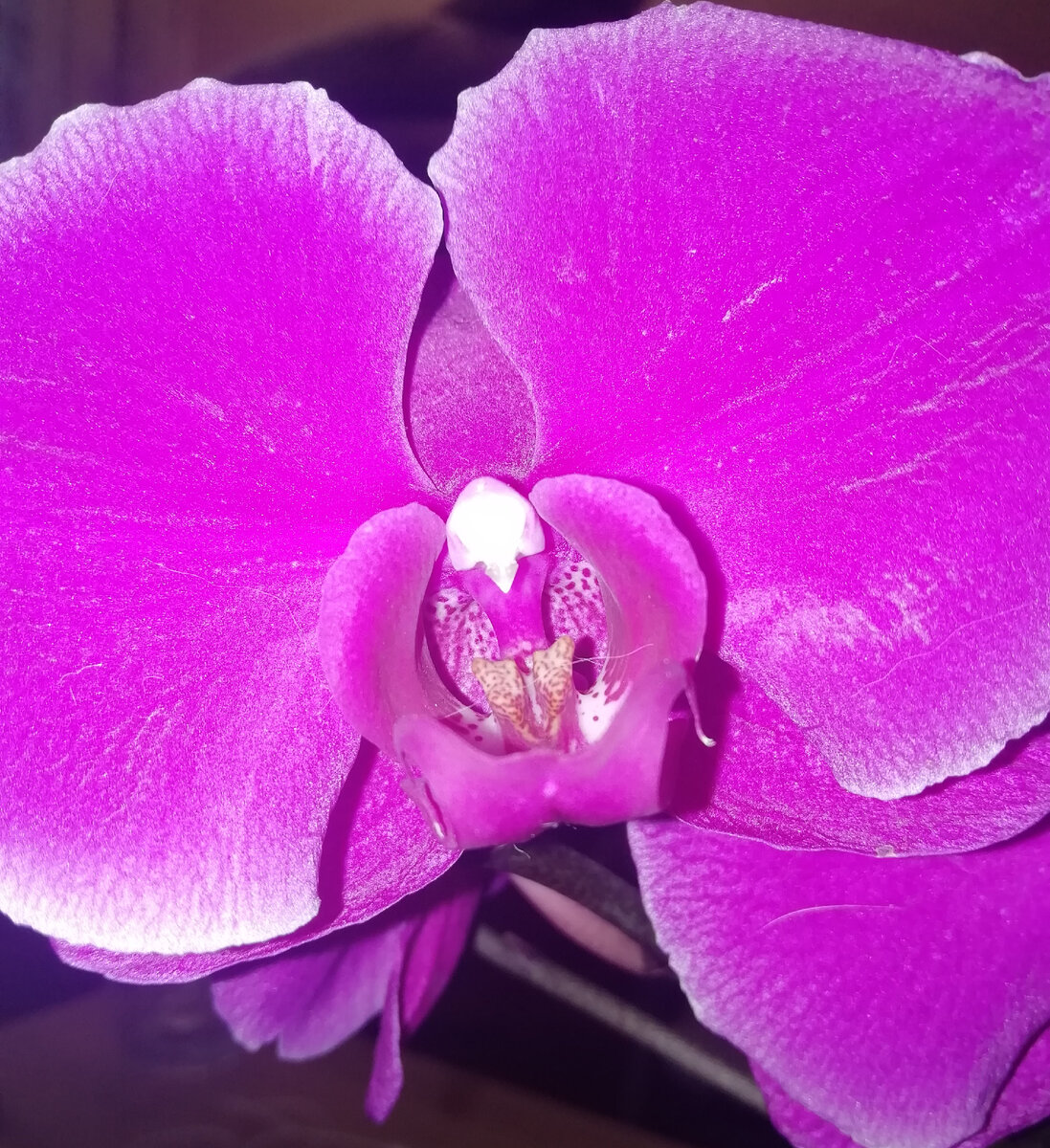 Как можно не любить такую красоту