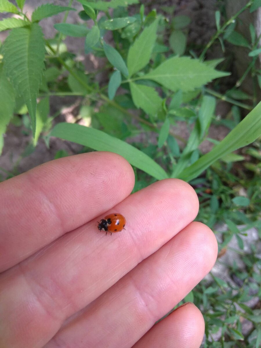 Божья коровка