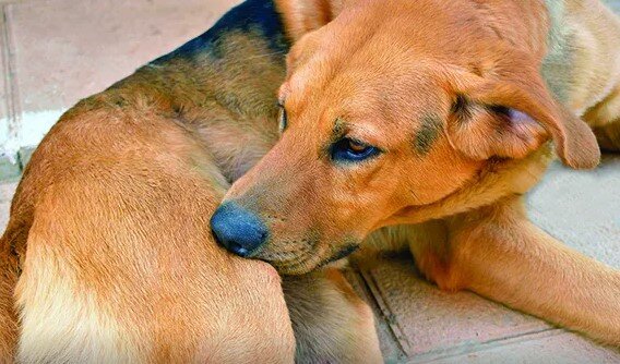 В то время как все аллергии вызывают у собак зуд, аллергия на блох часто фокусирует жевание и почесывание собаки в тех областях, где блохи чаще всего кусают: бока, основание хвоста и внутреннюю поверхность бедер.