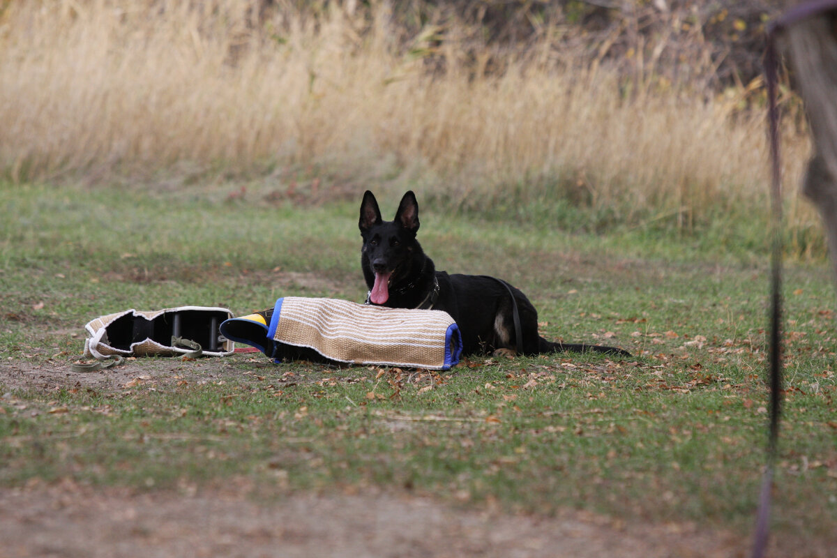 Смешные обои на стену. Рисунки на стене собачки. Рисунок на стену животное в очках. Наклейки на стену в груминг салон. Чёрная стена щенок.