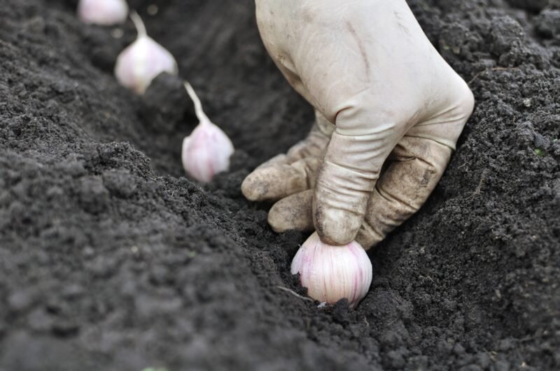 Посадка чеснока. Иллюстрация для статьи используется по стандартной лицензии ©ofazende.com
