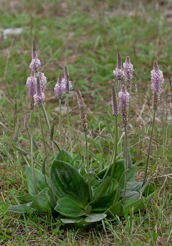 Цвет подорожника. Подорожник средний Plantago Media. Подорожник Крашенинникова (Plantago krascheninnikovii). Подорожник Луговой. Сем. Plantaginaceae Подорожниковые Plantago Media l. - подорожник.