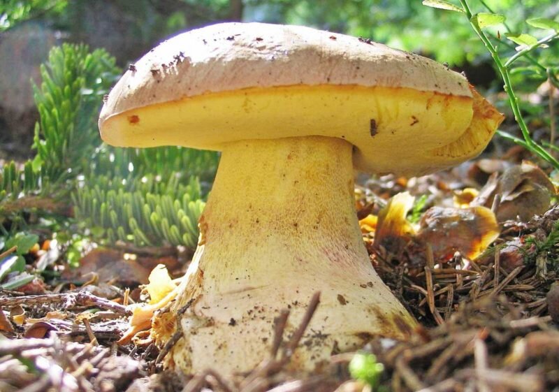 Полубелый гриб. Иллюстрация для статьи используется с сайта dachadecor.ru