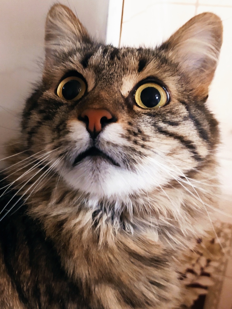 Кот,о котором написано ниже 