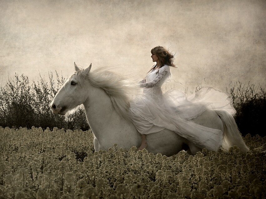 Белые кони кадышевой. Лошадь в поле. Белый конь в поле. Белая лошадь в поле. Девушка на лошади в тумане.