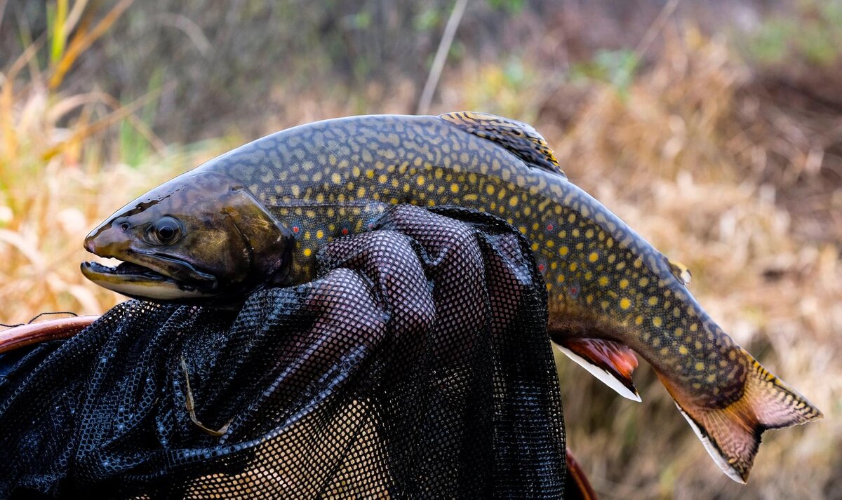 Этого гольца в Северной Америке, откуда он родом, называют brook trout (ручьевая форель). Благодаря способности обитать в самых небольших, мелководных ручьях. Хотя вид родом и из США, конкретно эта рыба имеет "российское гражданство".