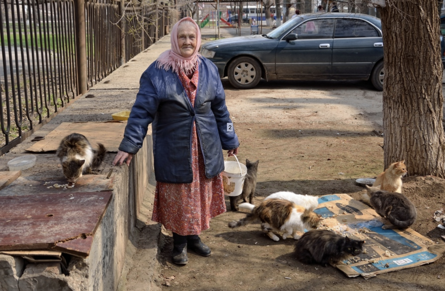 Женщина кормит кошек. Бабушка подкармливает кошек. Бабушка кормит котов. Бабушка кормит котов картина.