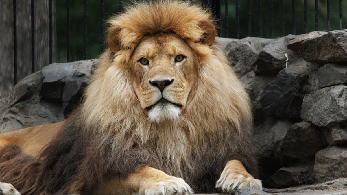 Король новосибирского зоопарка. Фото из интернета 