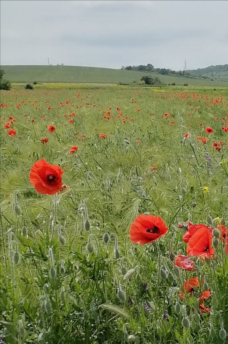 Поле.  фото автора