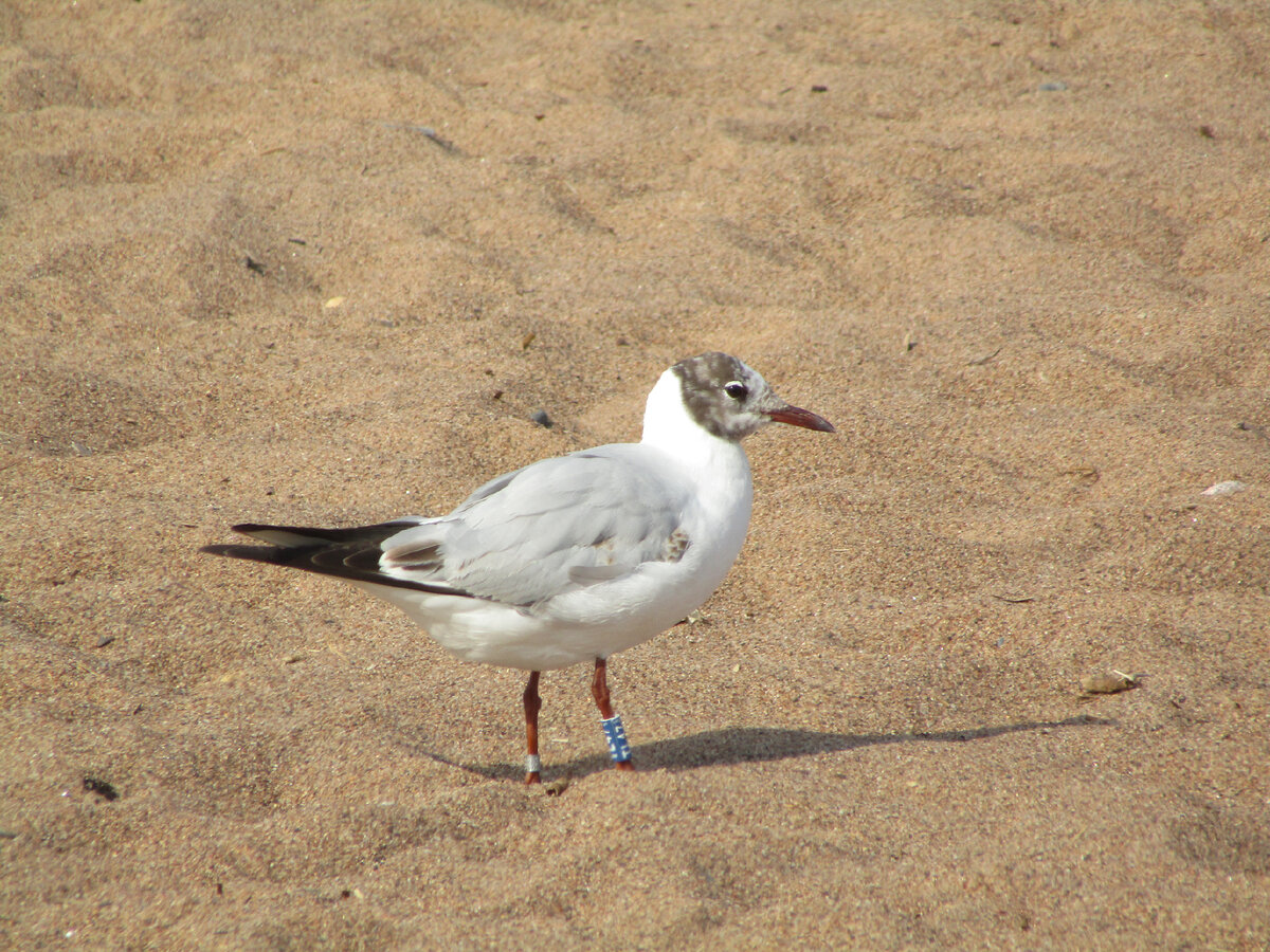 Окольцованная озёрная чайка