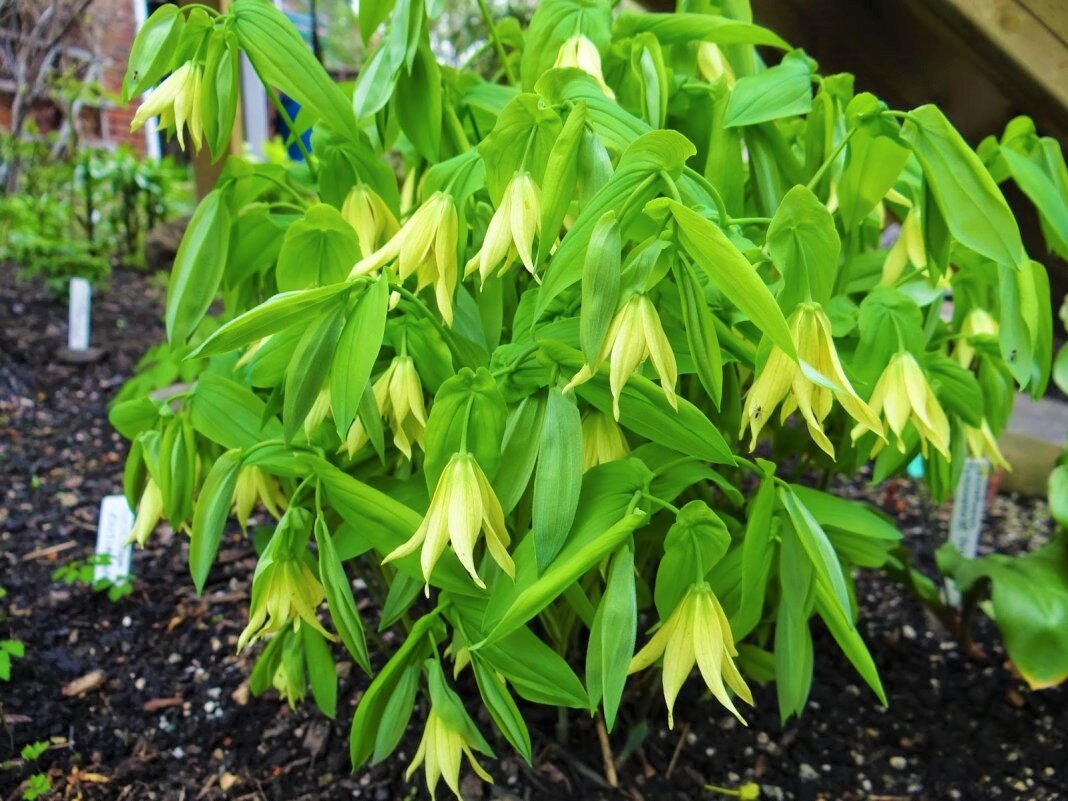   Увулярия - это солнечное пятно в тени сада. Фото с сайта: https://clck.ru/Ynaw3.