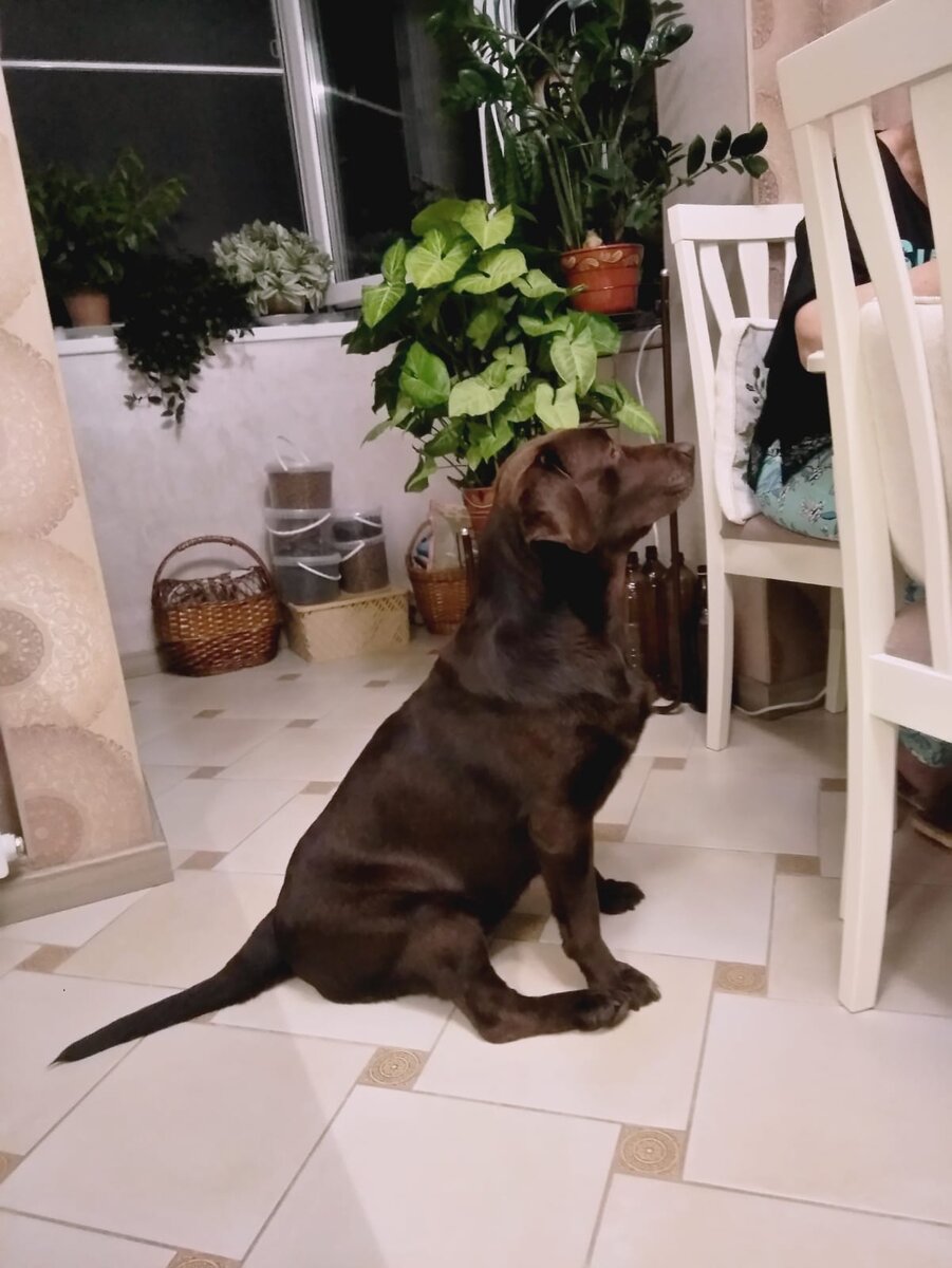 Шера (свежие фото) 