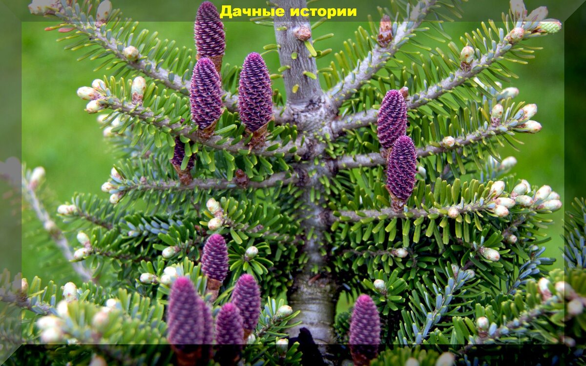 https://vk.com/photo-159774511_457250063. Пихта корейская (Abies Koreana br 15-20 2+2)