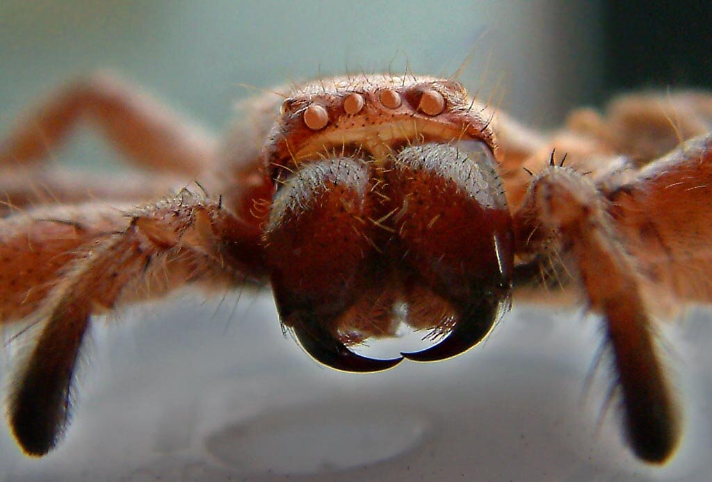 сольпуга педипальпы. хелицеры паука строение. паук птицеед брахипельма альбопилосум. хелицеры и педипальпы паука строение. педипальпы паука строение.