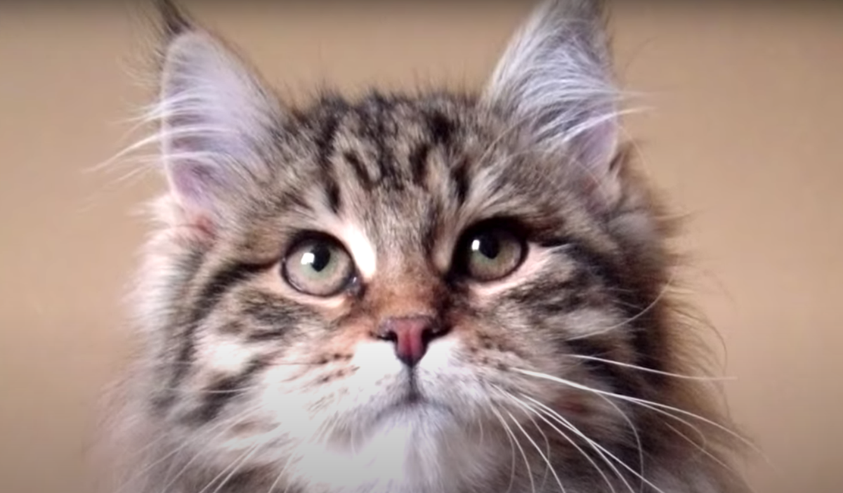 Сибирский котенок