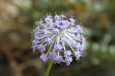 Источник: https://www.gardeningknowhow.com/ornamental/flowers/blue-lace-flower/growing-blue-lace-flowers.htm