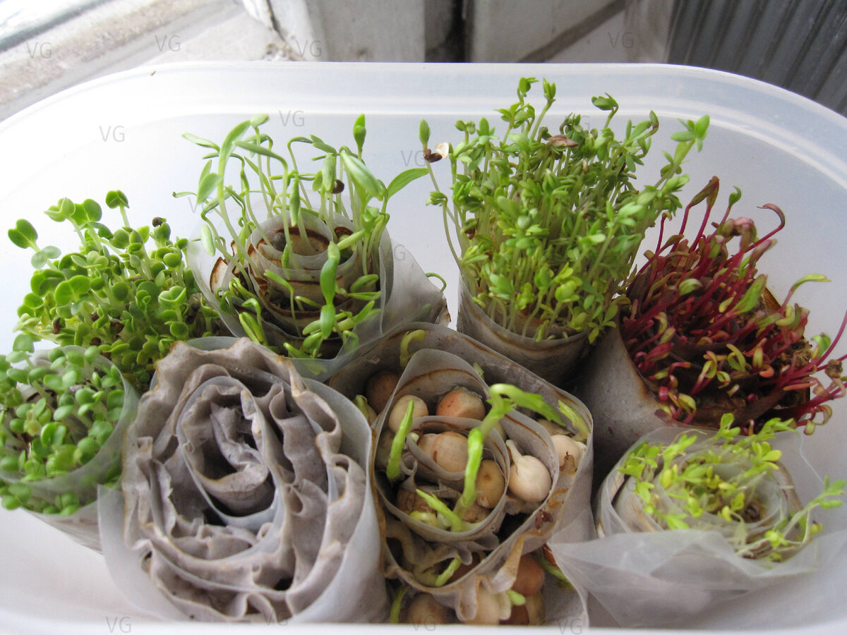 Это первый опыт. Всхожесть оказалась вполне приличной. Кроме шпината - он не взошёл совсем.