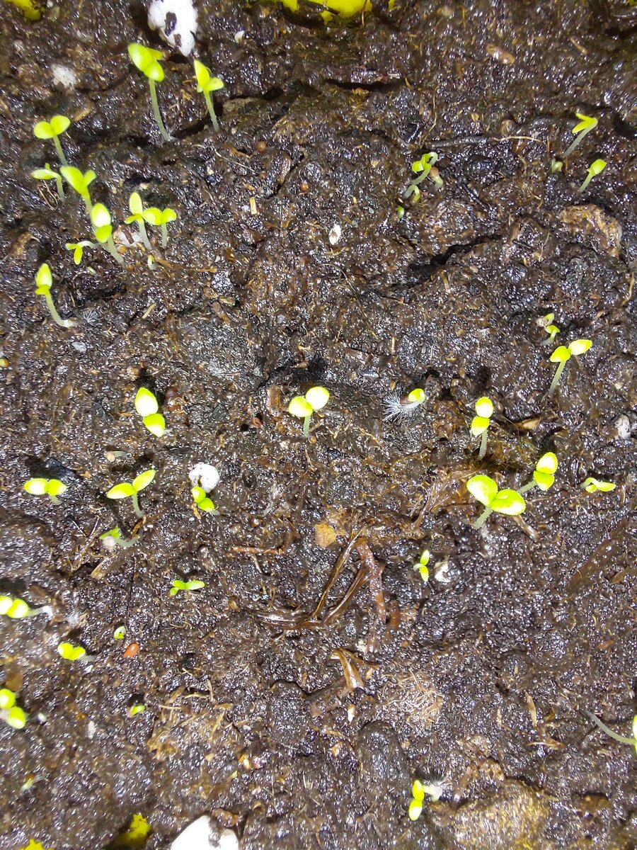 Моя малышка петунья, только начинает прорастать) 