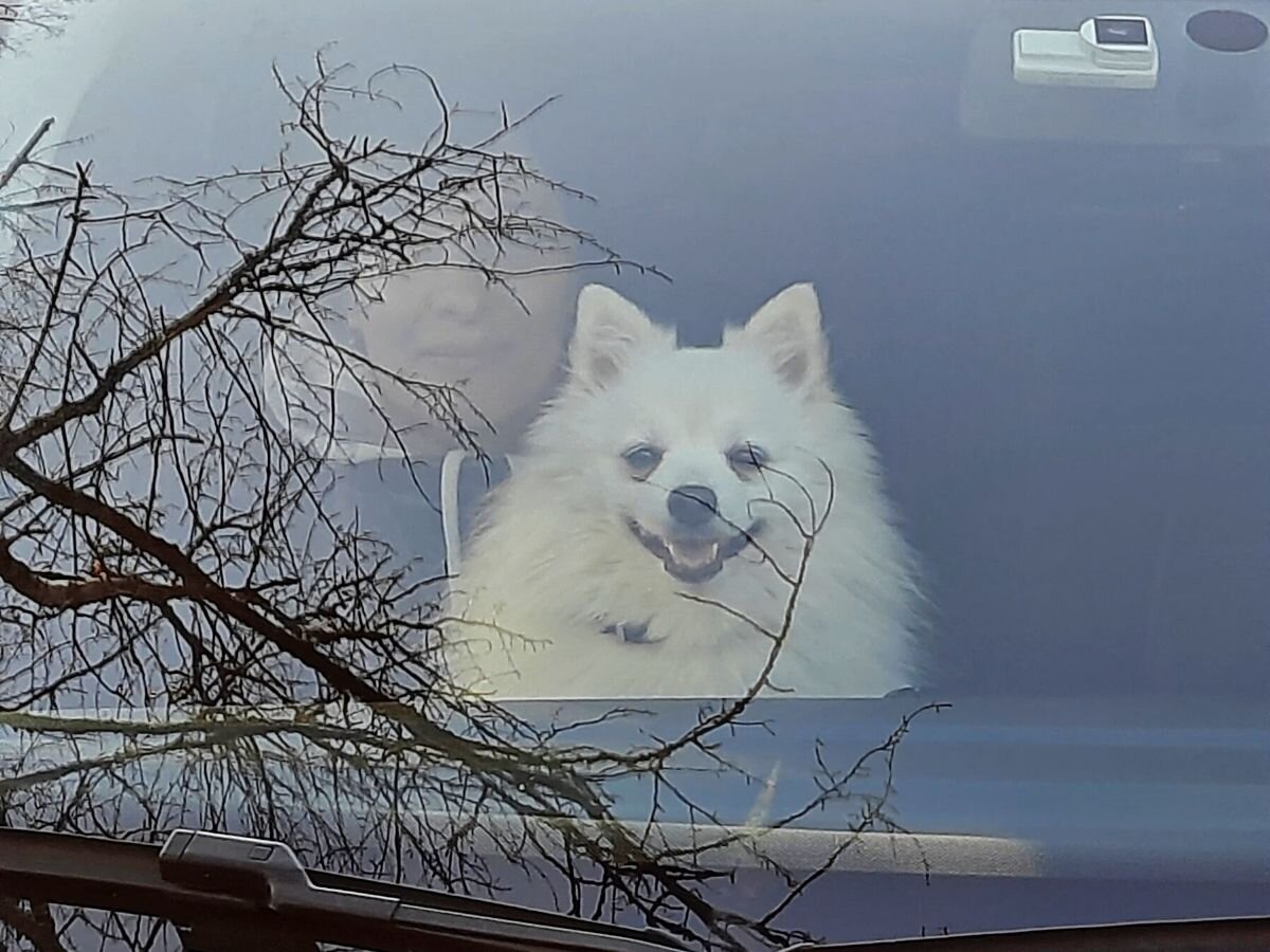 Шпиц без документов